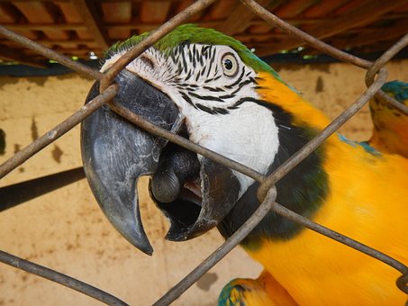 Free Macaw Parrot photo and picture