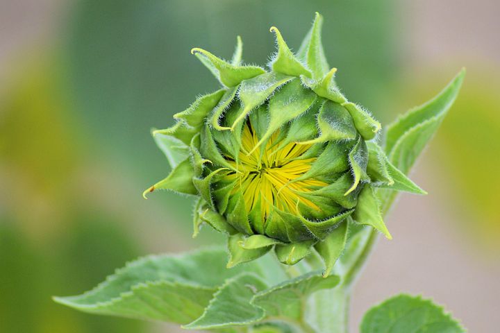 100以上の無料ひまわりのつぼみ&花画像 - Pixabay