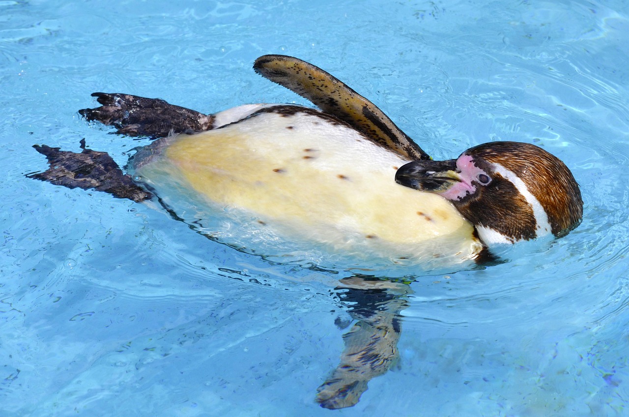 Penguin - free online jigsaw puzzle photo