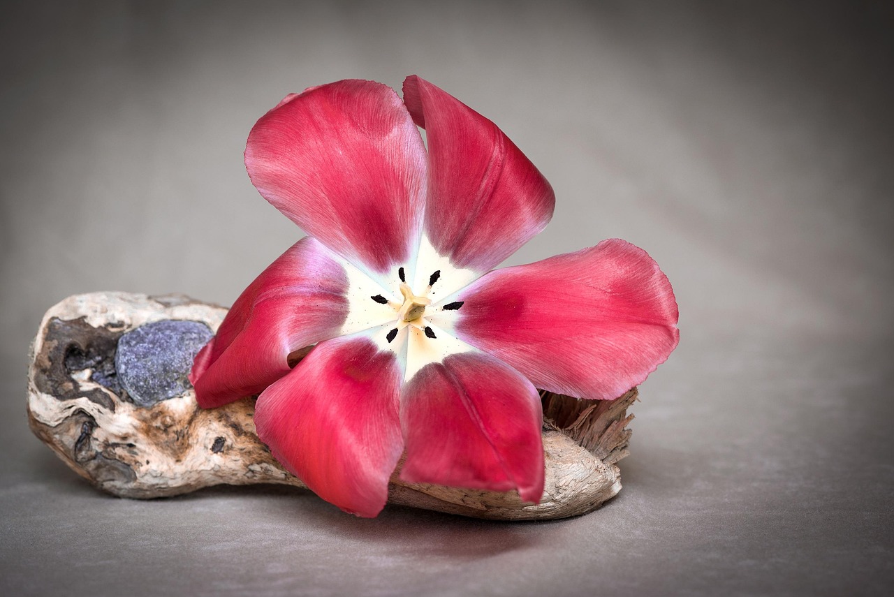 Flower - free online jigsaw puzzle photo