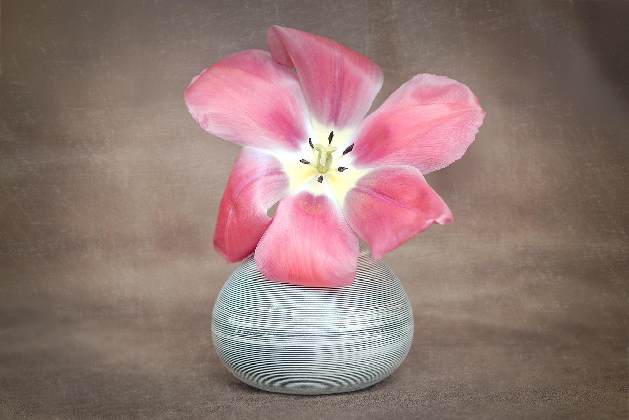 Flower - free online jigsaw puzzle photo