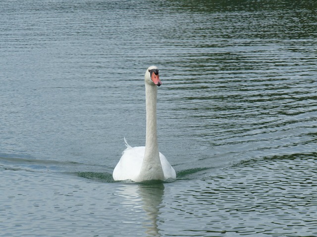 Cygne Eau Lac - Photo gratuite sur Pixabay - Pixabay