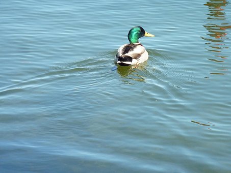 Pato, Pato Selvagem, Pássaro Aquático