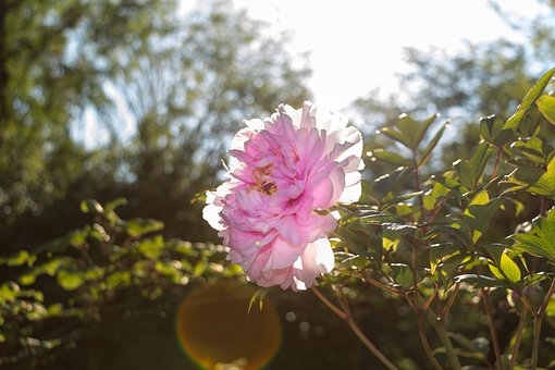 Struik, Pioen, Zon, Groente, Natuur