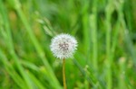 nature, dandelion, weed