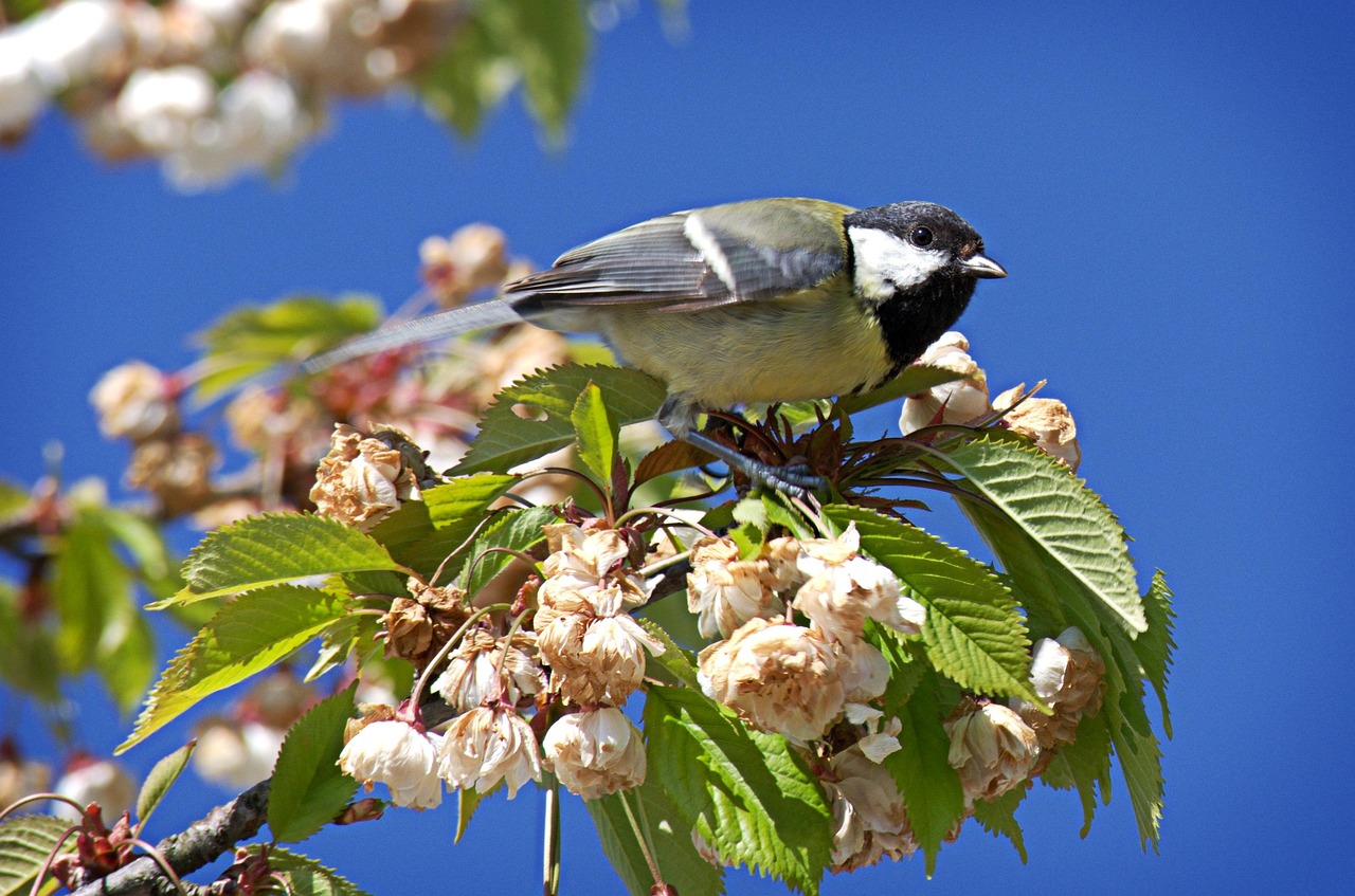 Pássaro Grande Chapim Parus Major - Foto gratuita no Pixabay - Pixabay