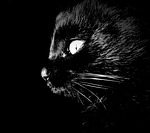 cat, intrigue, darkness