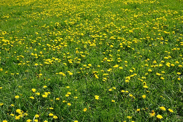 Free Meadow Field photo and picture