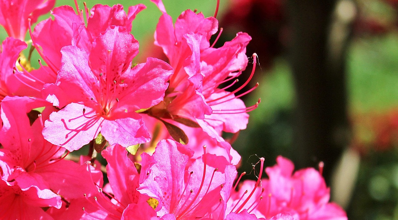 flowers-1387501_1280.jpg