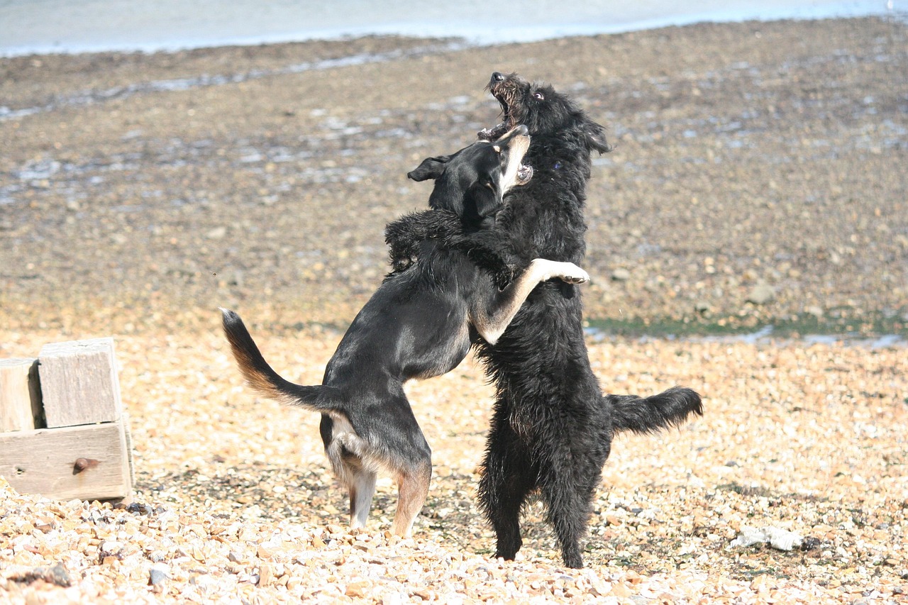 Free Dogs Play photo and picture