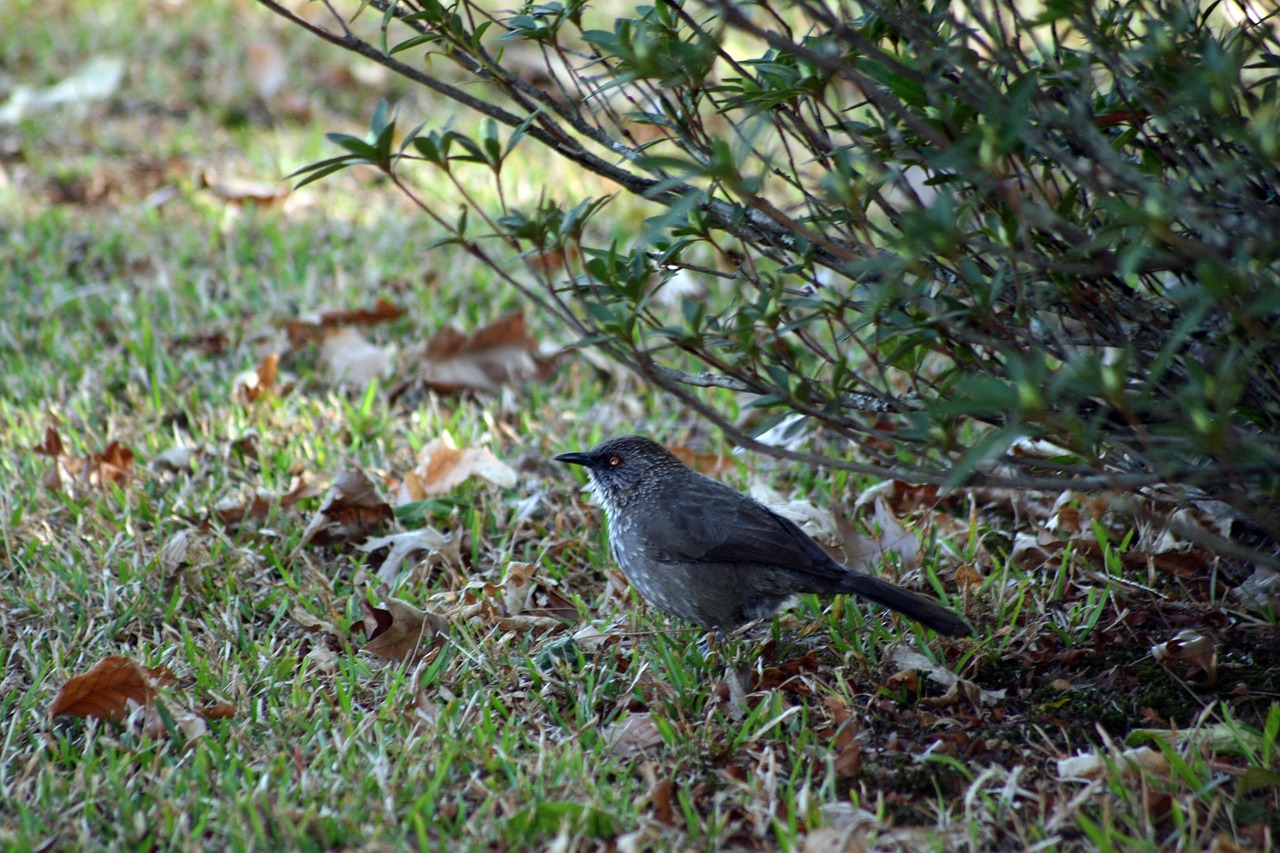 Bird Rass Bird Grass Spotted - Free photo on Pixabay - Pixabay