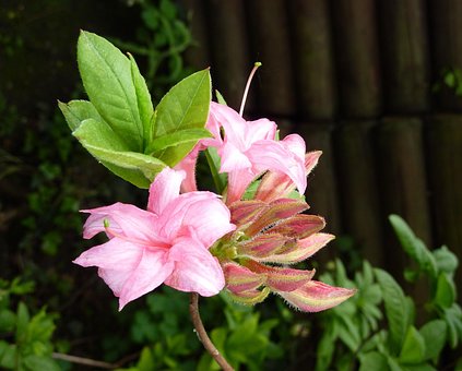 Azaléia, Rosa, Flor, Fechar-Se