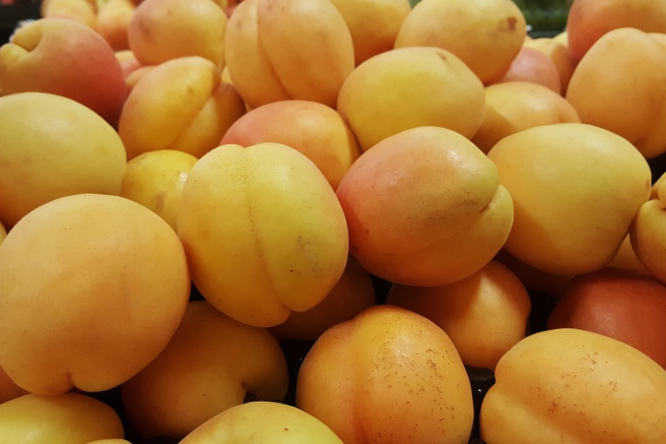 Free photo Apricots, Fruit, Stone Fruit Free Image on Pixabay 1388366