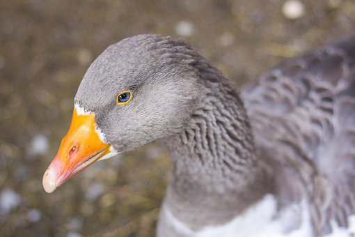 Free Goose Bird photo and picture