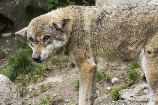 Free Wolf Canis Lupus photo and picture