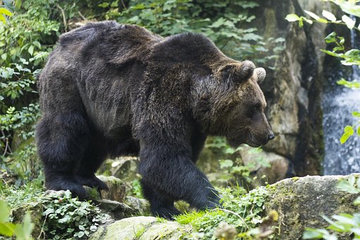 Free Brown Bear Nature photo and picture