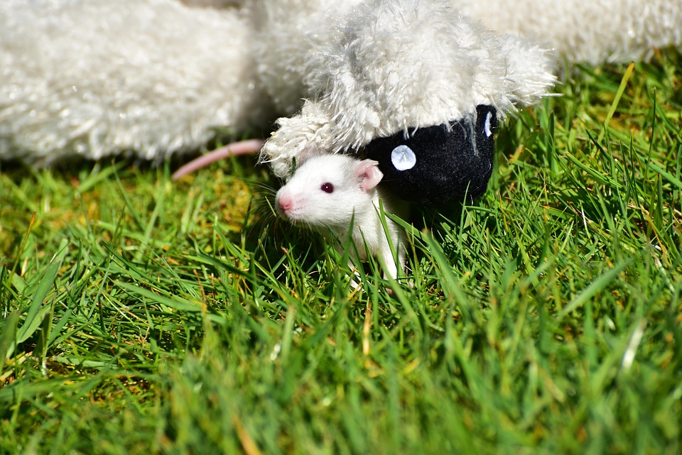 Rat Rata Da Rata Bebé Necesitado - Foto gratis en Pixabay - Pixabay