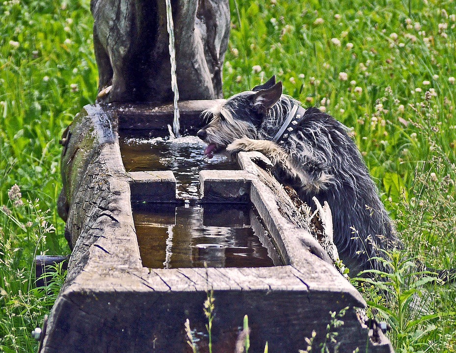 Fuente, Sed, Terrier, Chorro De Agua, Registro