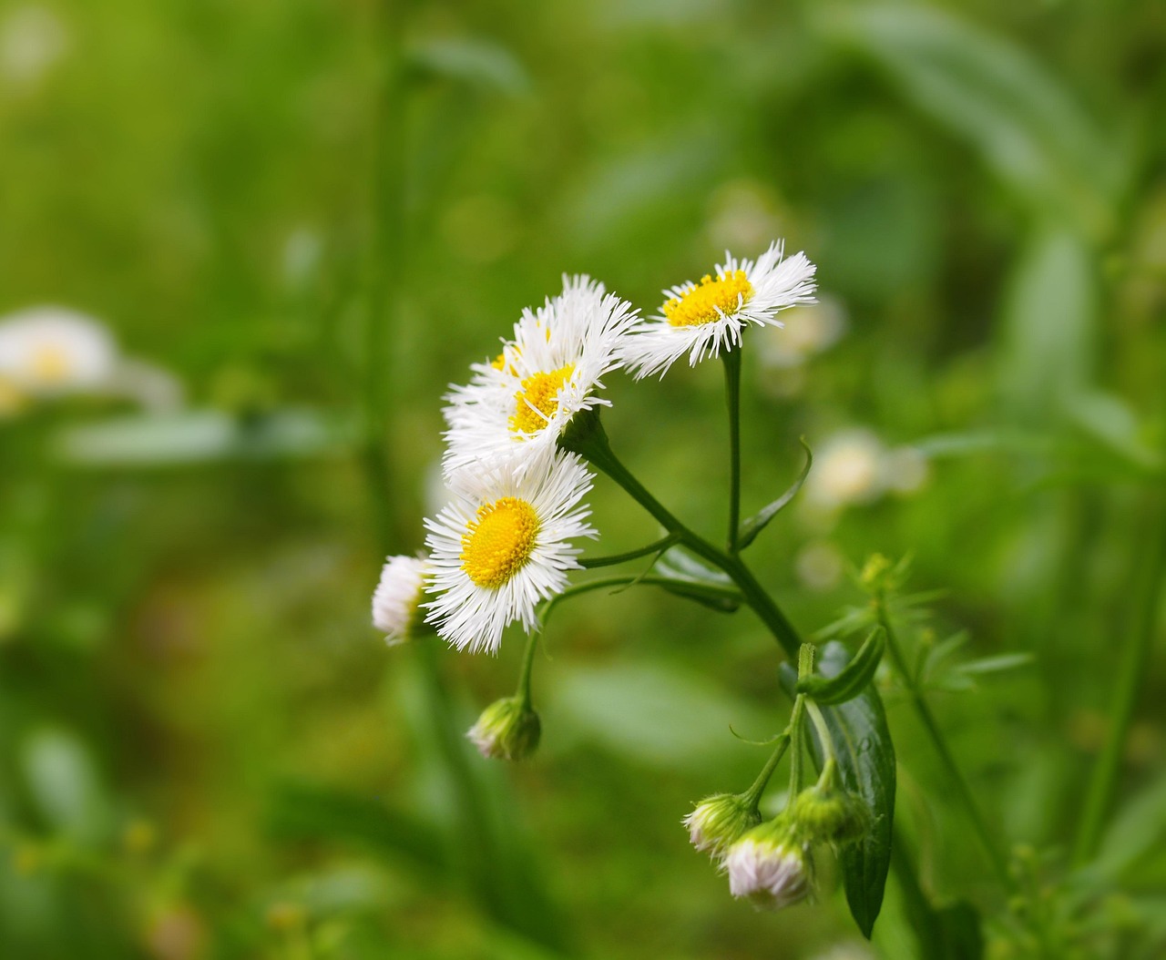 Flowers White Yellow Free Photo On Pixabay Flowers White Yellow Free Photo On Pixabay