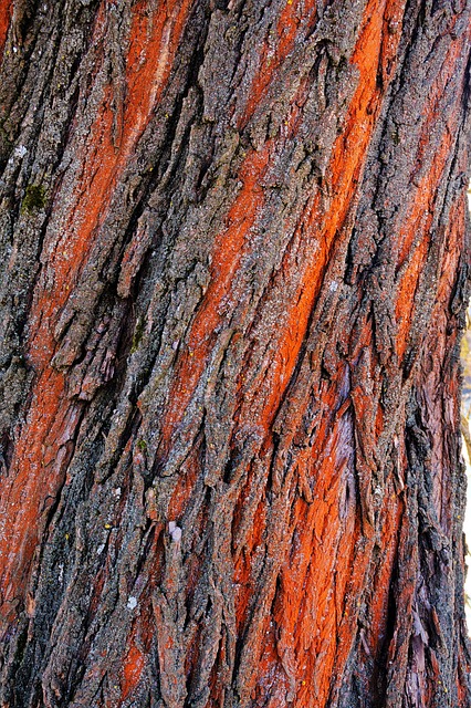 Free Wood Tribe photo and picture