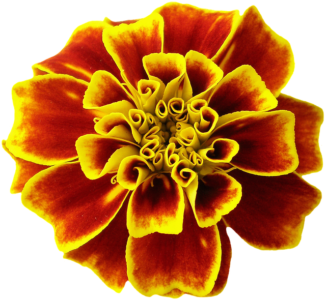 Free tagetes flower orange summer illustration