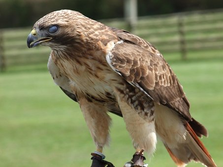 brown eagle images pixabay