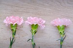 cloves, pink, carnation pink