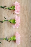 cloves, pink, carnation pink