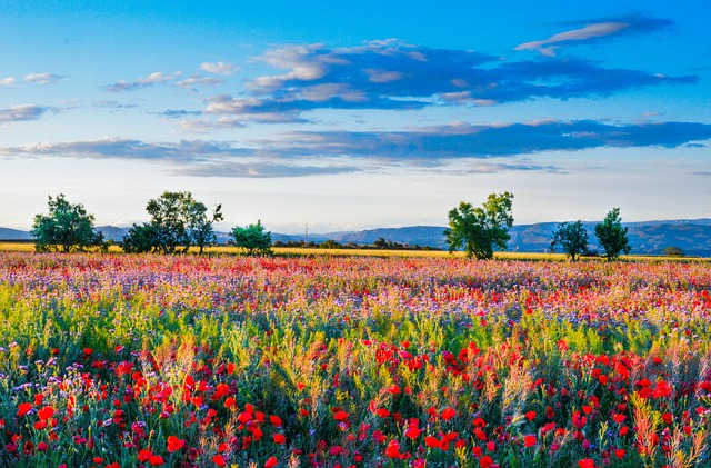 Wilde Blumen, Mohnfeld, Landschaft