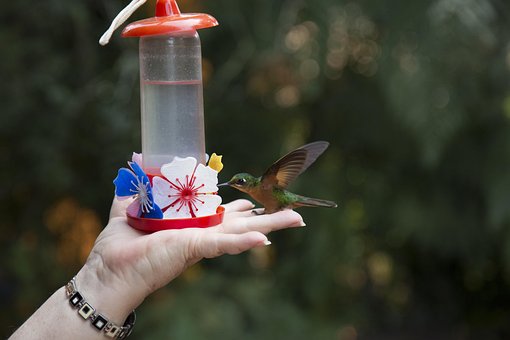 Free Bird Hummingbird photo and picture