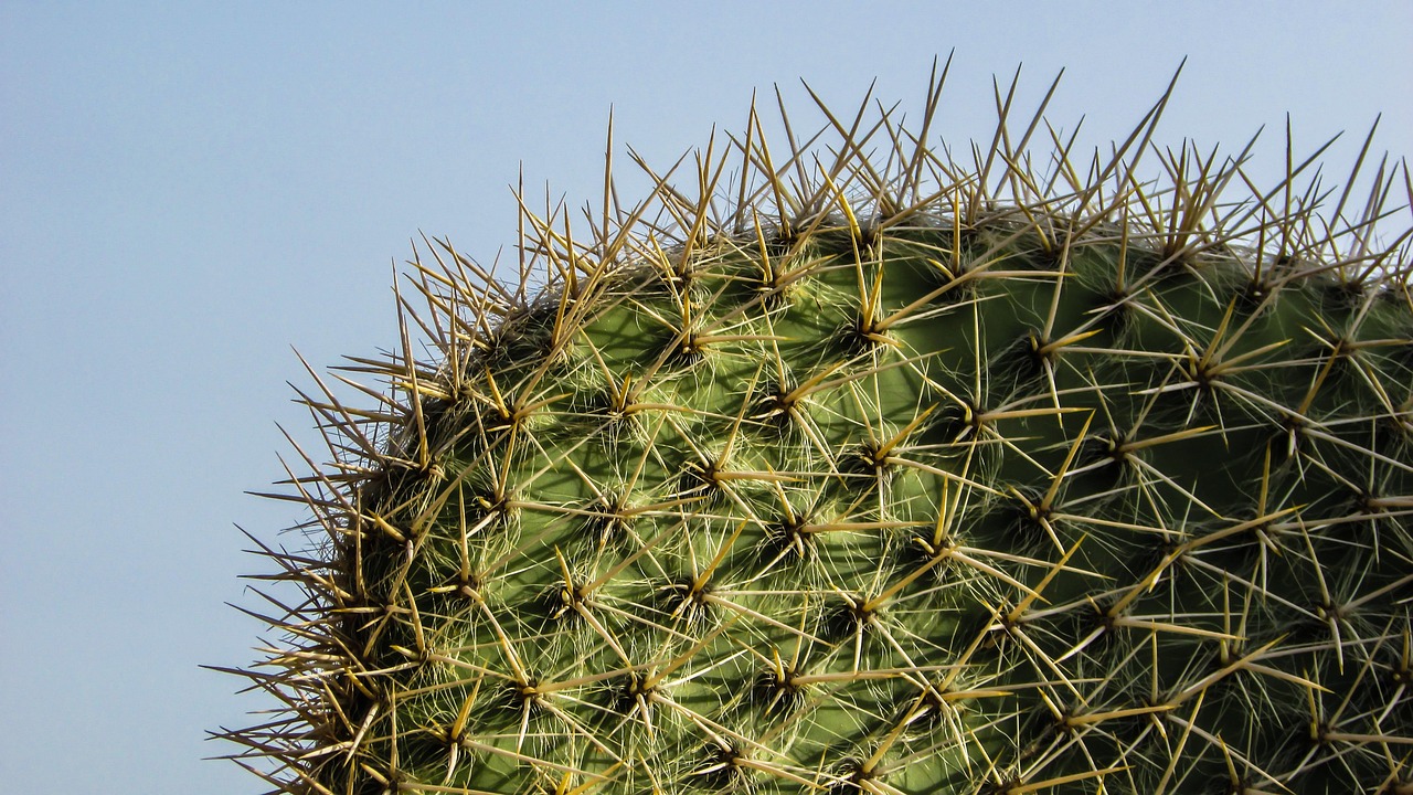 Cyprus Ayia Napa Cactus Park - Free photo on Pixabay