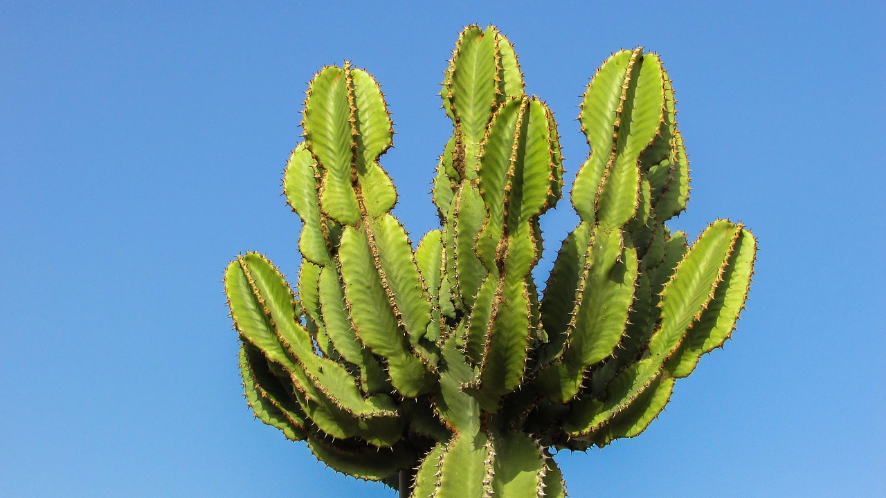 Cyprus Ayia Napa Cactus Park - Free photo on Pixabay