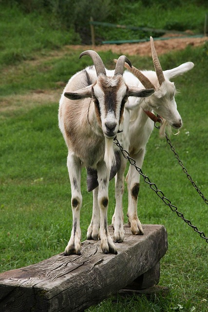 Free Goats Goat photo and picture
