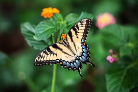 Butterfly, Summer, Nature, Wings