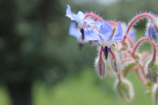 Free Flower Nature photo and picture