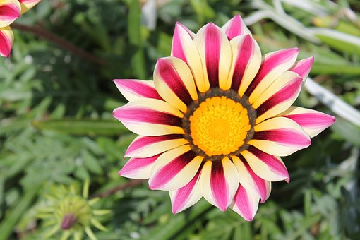 Free Flower Nature photo and picture