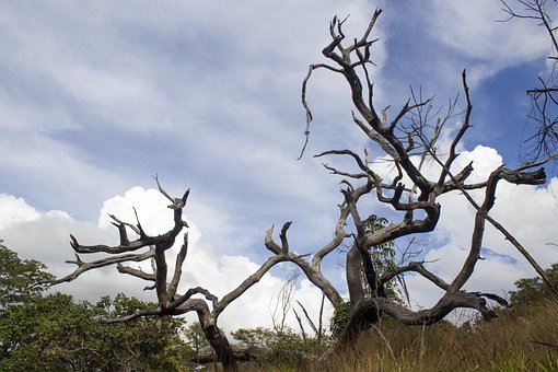Free Dead Tree Tree photo and picture