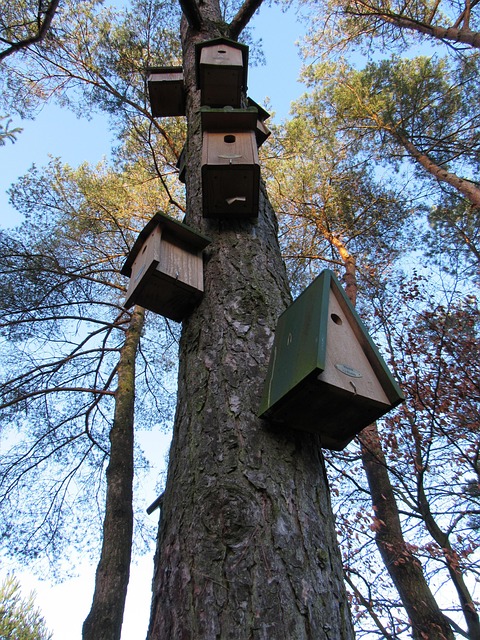 Vogelhaus, Baum, Holz, Haus, Hölzern