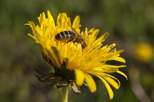 Free Flower Bee photo and picture