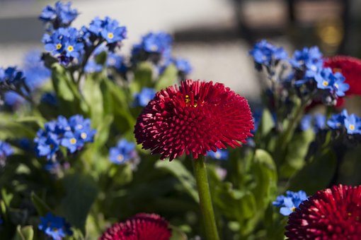 Free Red Flower Blue Flowers photo and picture