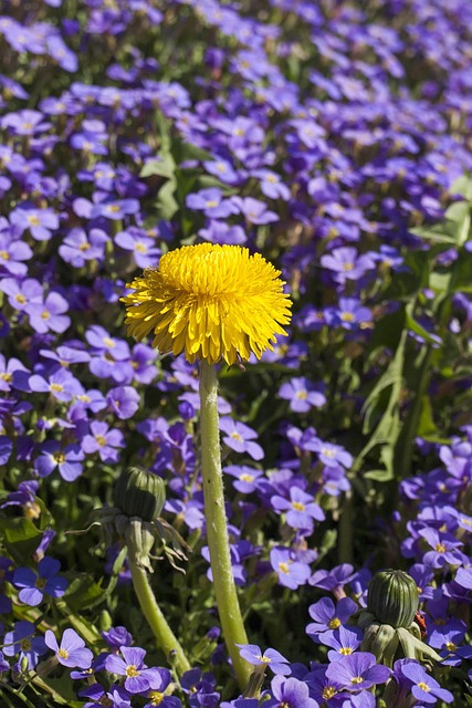 Free Yellow Flowers Dandelion photo and picture