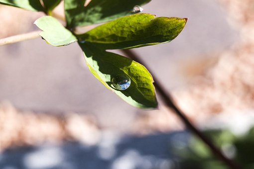 Free Dewdrop Dew photo and picture