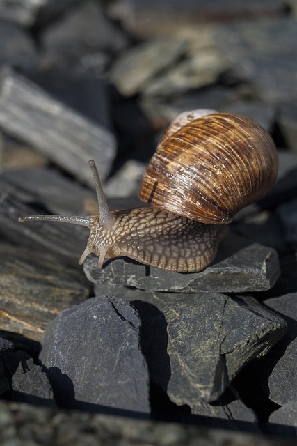 Free Snail Mollusc photo and picture