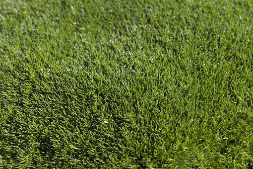 Free Grass Texture photo and picture