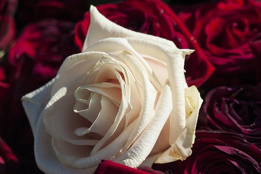 Free Rose White Rose photo and picture