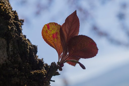 Free Leaf Tree photo and picture