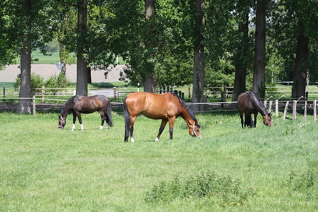 Free Horse Grass photo and picture