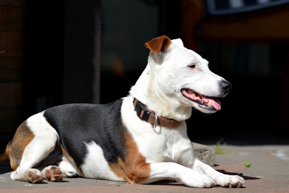 Anjing Trah Jack Russell Foto Gratis Di Pixabay