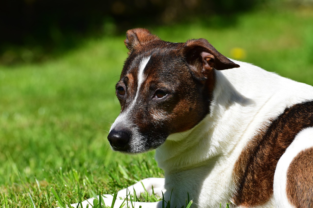 Dog Lie Hybrid - Free photo on Pixabay - Pixabay