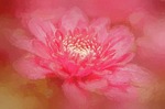 flower, artwork, painting